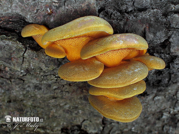 pňovka neskorá (Panellus serotinus)