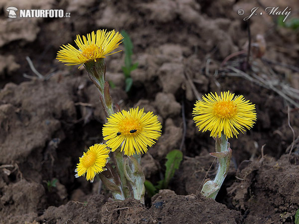 Podbeľ liečivý (Tussilago farfara)