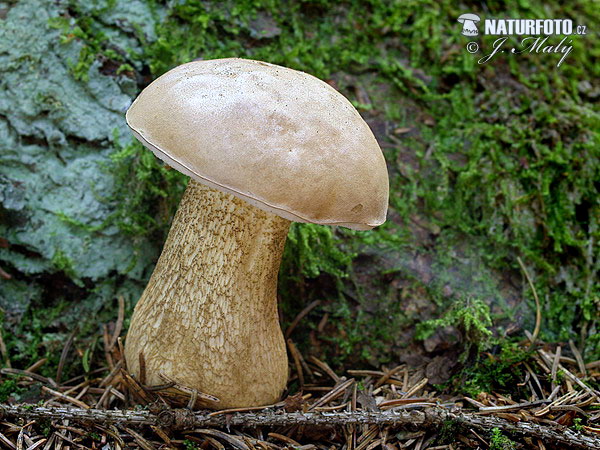 podhríb žlčový (Tylopilus felleus)