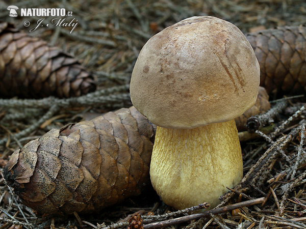 podhríb žlčový (Tylopilus felleus)