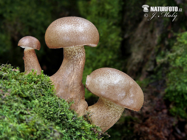 podhríb žlčový (Tylopilus felleus)