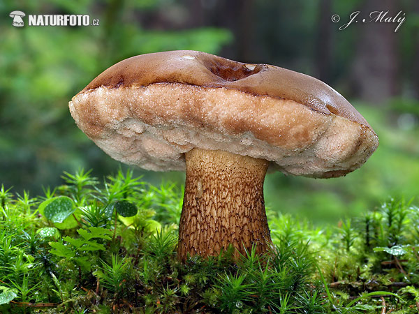 podhríb žlčový (Tylopilus felleus)