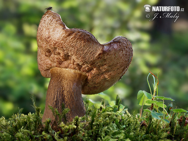 podhríb žlčový (Tylopilus felleus)