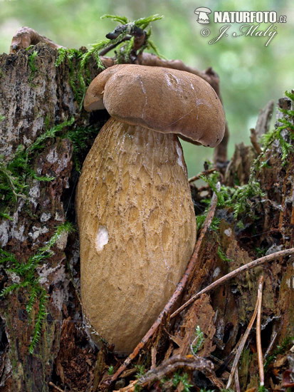 podhríb žlčový (Tylopilus felleus)