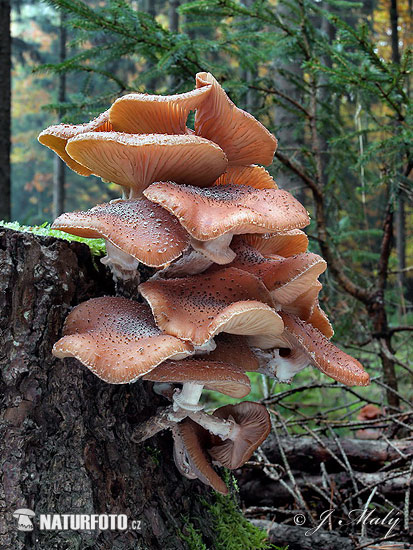 podpňovka smreková (Armillaria ostoyae)