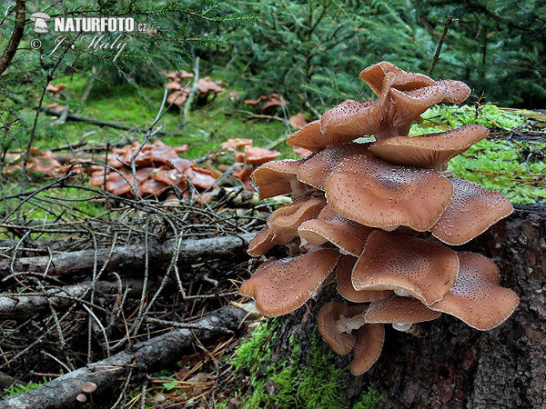 podpňovka smreková (Armillaria ostoyae)