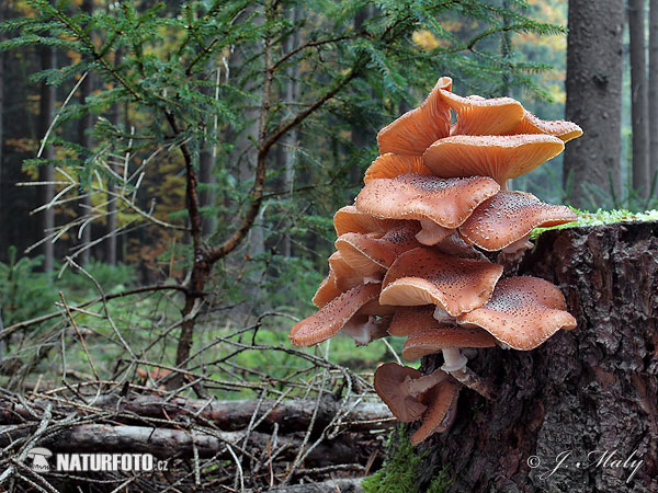 podpňovka smreková (Armillaria ostoyae)