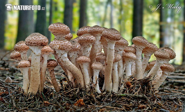 podpňovka smreková (Armillaria ostoyae)