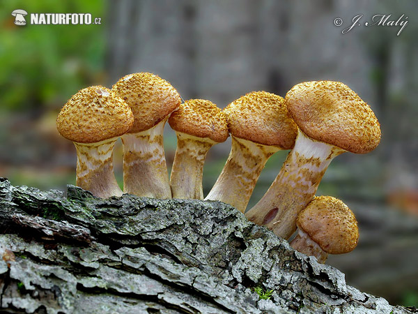 podpňovka žltá (Armillaria gallica)