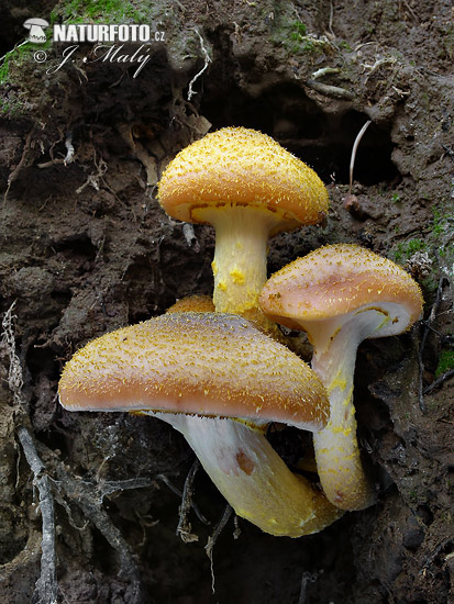 podpňovka žltá (Armillaria gallica)