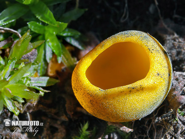 pohárovka ohnivá (Caloscypha fulgens)