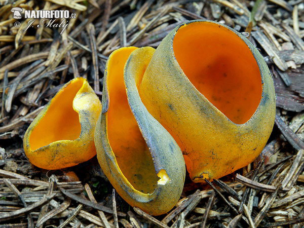 pohárovka ohnivá (Caloscypha fulgens)