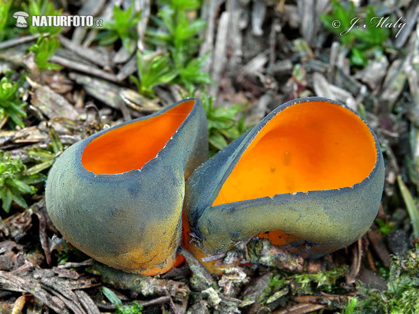 pohárovka ohnivá (Caloscypha fulgens)