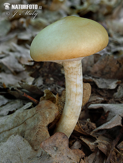 poľnička včasná (Agrocybe praecox)