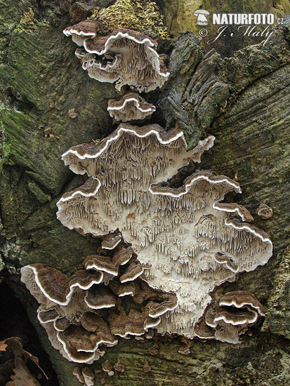 pórovka mäkká (Datronia mollis)