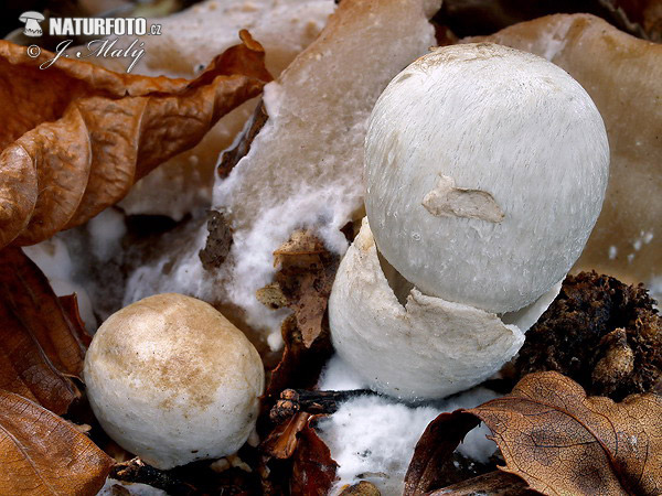 pošvovec cudzopasný (Volvariella surrecta)