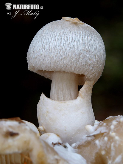 pošvovec cudzopasný (Volvariella surrecta)