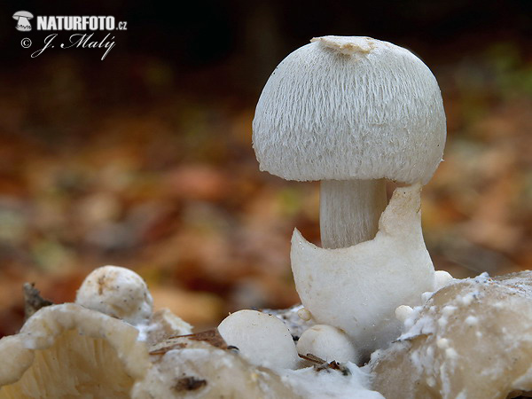 pošvovec cudzopasný (Volvariella surrecta)