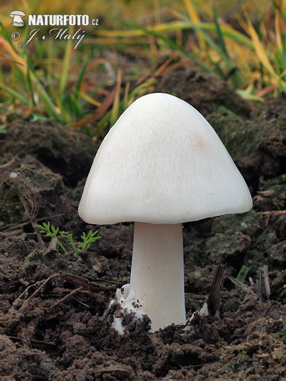 pošvovec obyčajný (Volvariella gloiocephala)