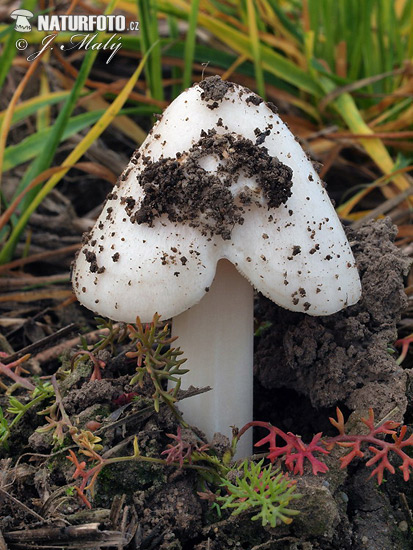 pošvovec obyčajný (Volvariella gloiocephala)