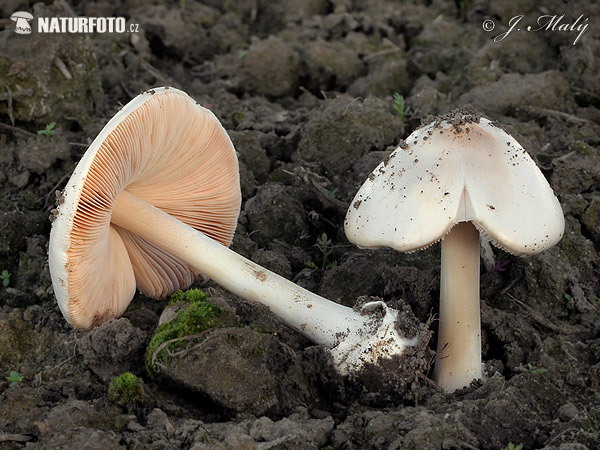 pošvovec obyčajný (Volvariella gloiocephala)