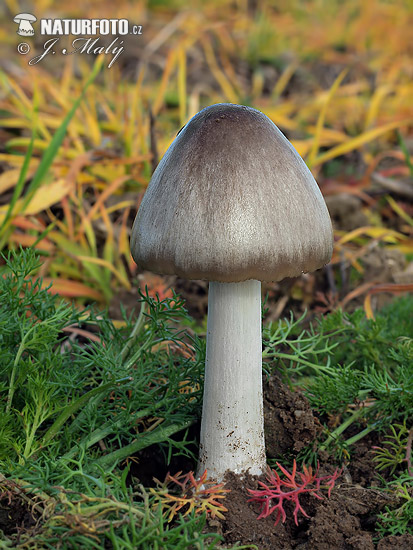 pošvovec obyčajný (Volvariella gloiocephala)