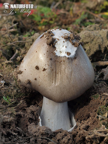 pošvovec obyčajný (Volvariella gloiocephala)