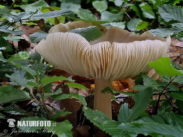 povraznica širokolupeňová (Megacollybia platyphylla)