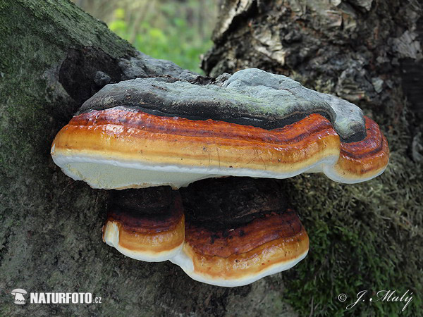 práchnovček pásikavý (Fomitopsis pinicola)