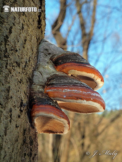 práchnovček pásikavý (Fomitopsis pinicola)