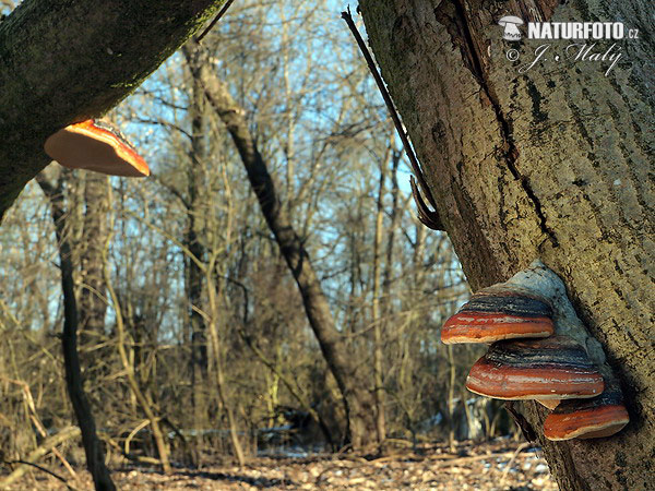 Práchnovček pásikavý (Fomitopsis pinicola)