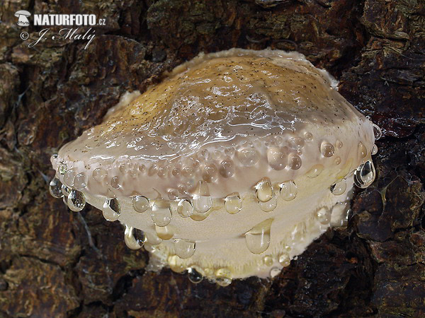 Práchnovček pásikavý (Fomitopsis pinicola)