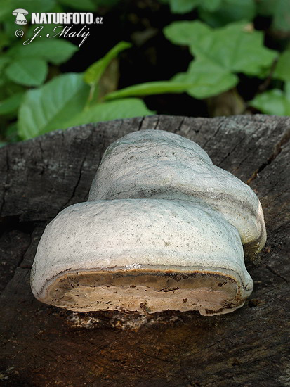 práchnovec kopytovitý (Fomes fomentarius)