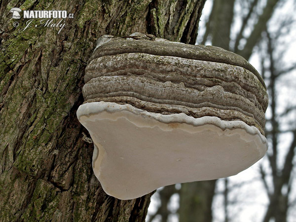 práchnovec kopytovitý (Fomes fomentarius)