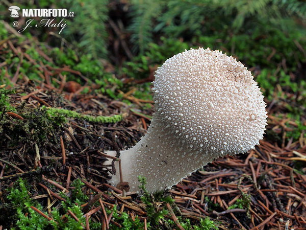 prášnica bradavičnatá (Lycoperdon perlatum)