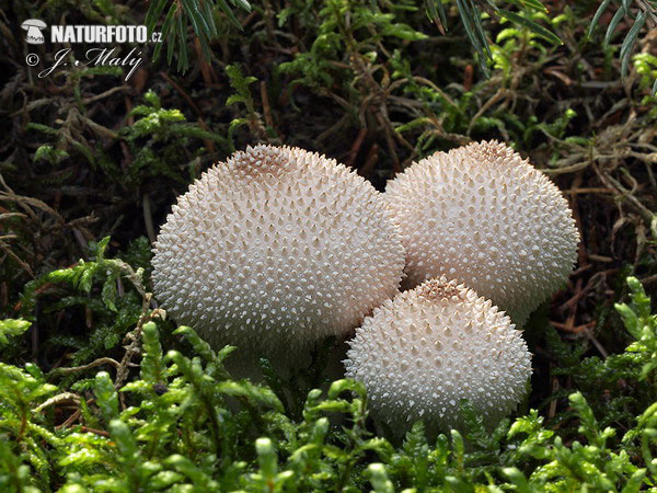 prášnica bradavičnatá (Lycoperdon perlatum)