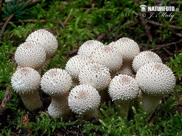 prášnica bradavičnatá (Lycoperdon perlatum)