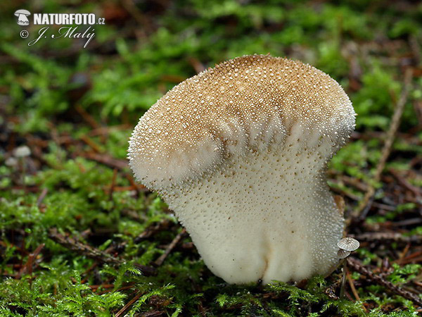 prášnica bradavičnatá (Lycoperdon perlatum)