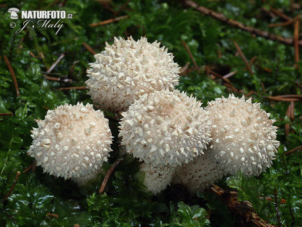 prášnica bradavičnatá (Lycoperdon perlatum)