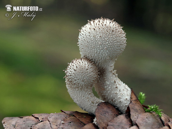 prášnica bradavičnatá (Lycoperdon perlatum)