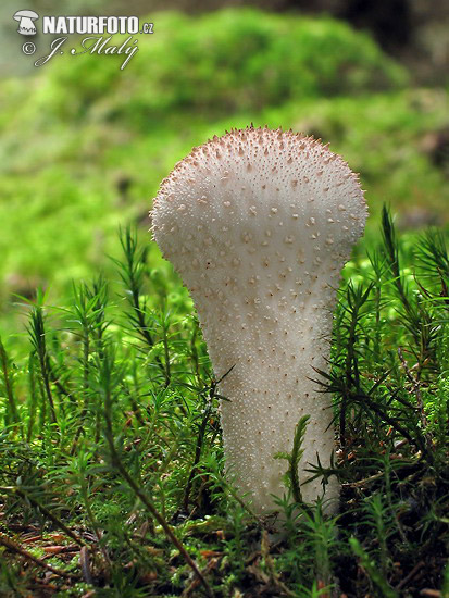 prášnica bradavičnatá (Lycoperdon perlatum)