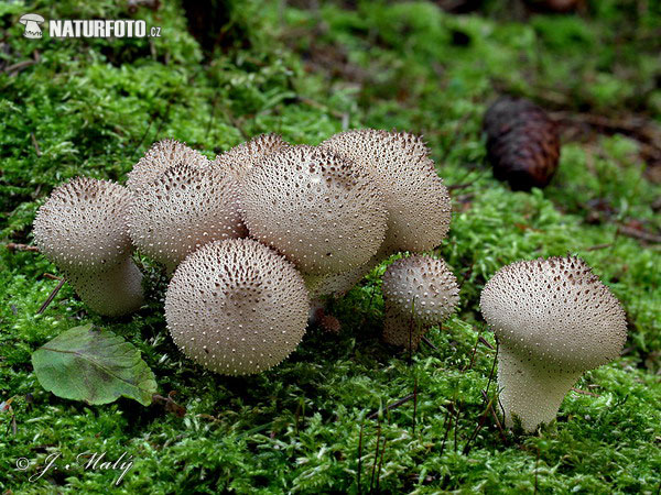 prášnica bradavičnatá (Lycoperdon perlatum)