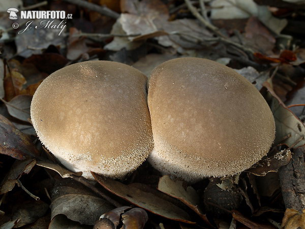 prášnica hnednúca (Lycoperdon molle)