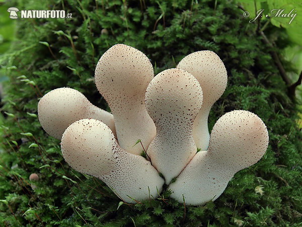 prášnica hruškovitá (Lycoperdon pyriforme)