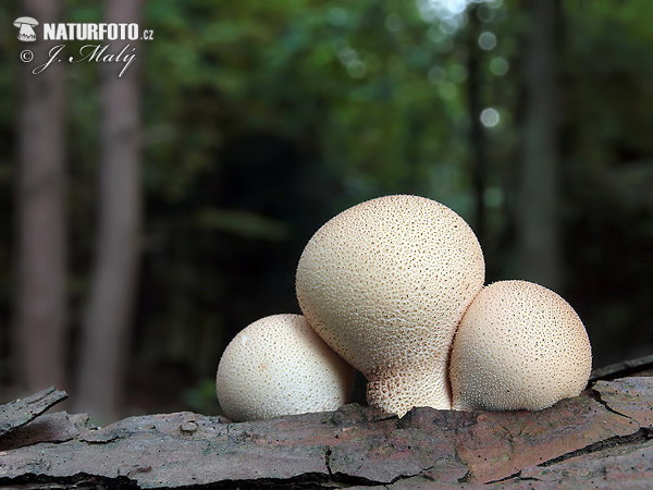 prášnica hruškovitá (Lycoperdon pyriforme)