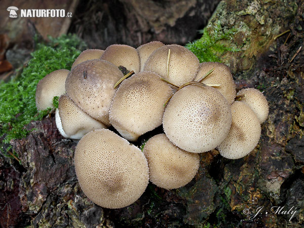 prášnica hruškovitá (Lycoperdon pyriforme)