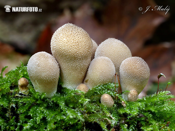 prášnica hruškovitá (Lycoperdon pyriforme)