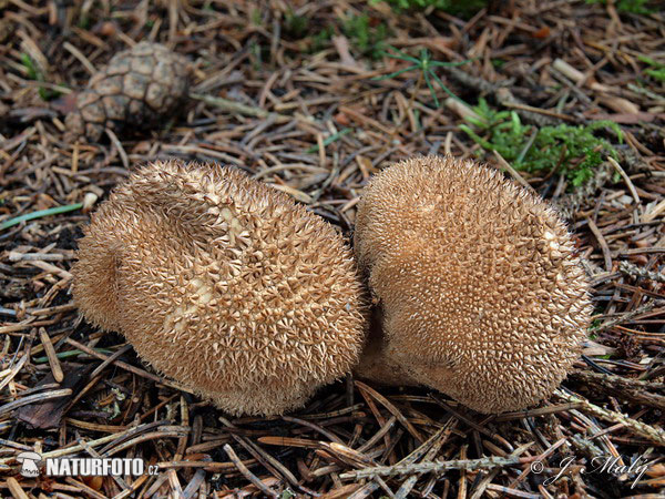 prášnica huňatá (Lycoperdon umbrinum)