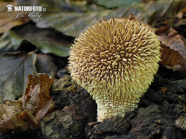 prášnica pichliačová (Lycoperdon echinatum)