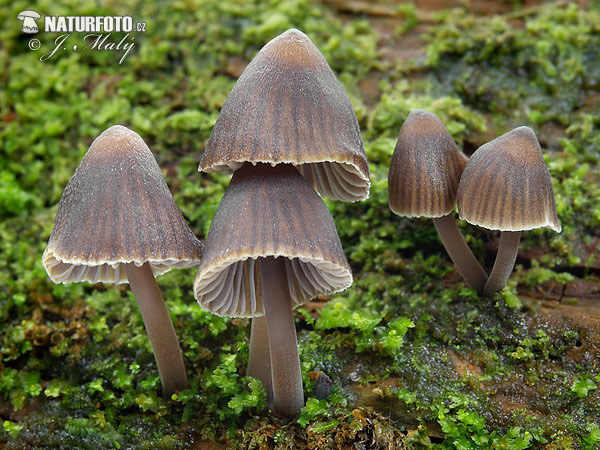 prilbička chlórová (Mycena stipata)